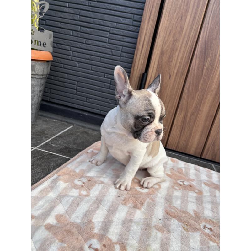 販売中の京都府のフレンチブルドッグ-422750の7枚目