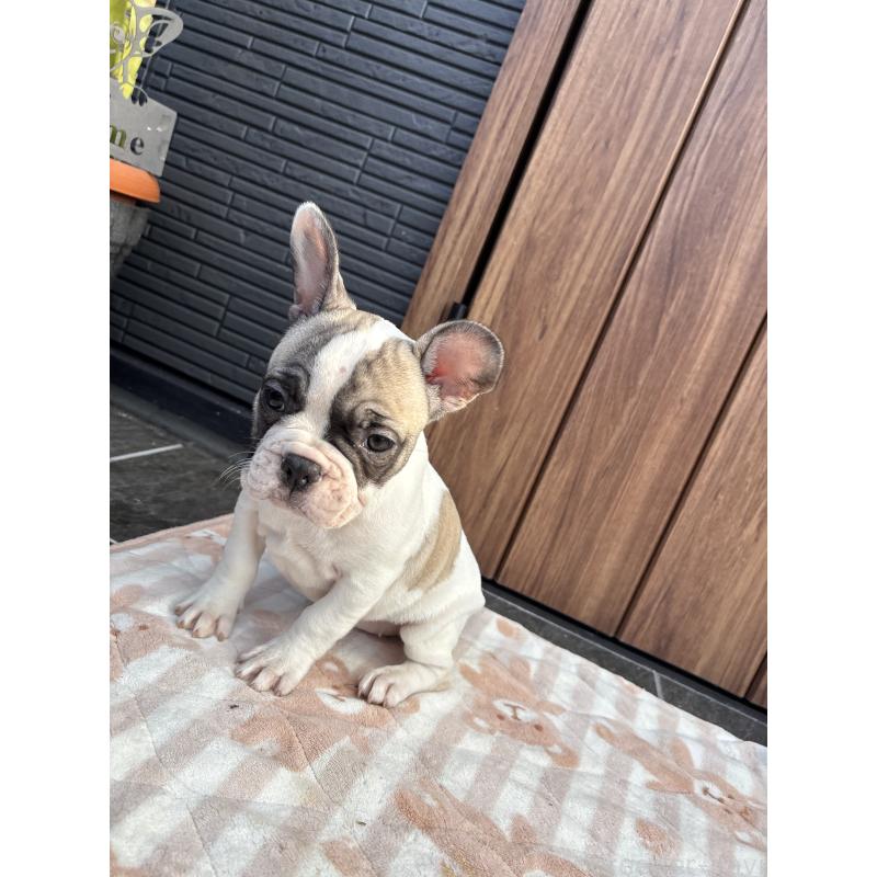販売中の京都府のフレンチブルドッグ-422750の6枚目