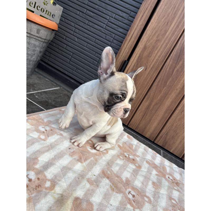 販売中の京都府のフレンチブルドッグ-422750の5枚目