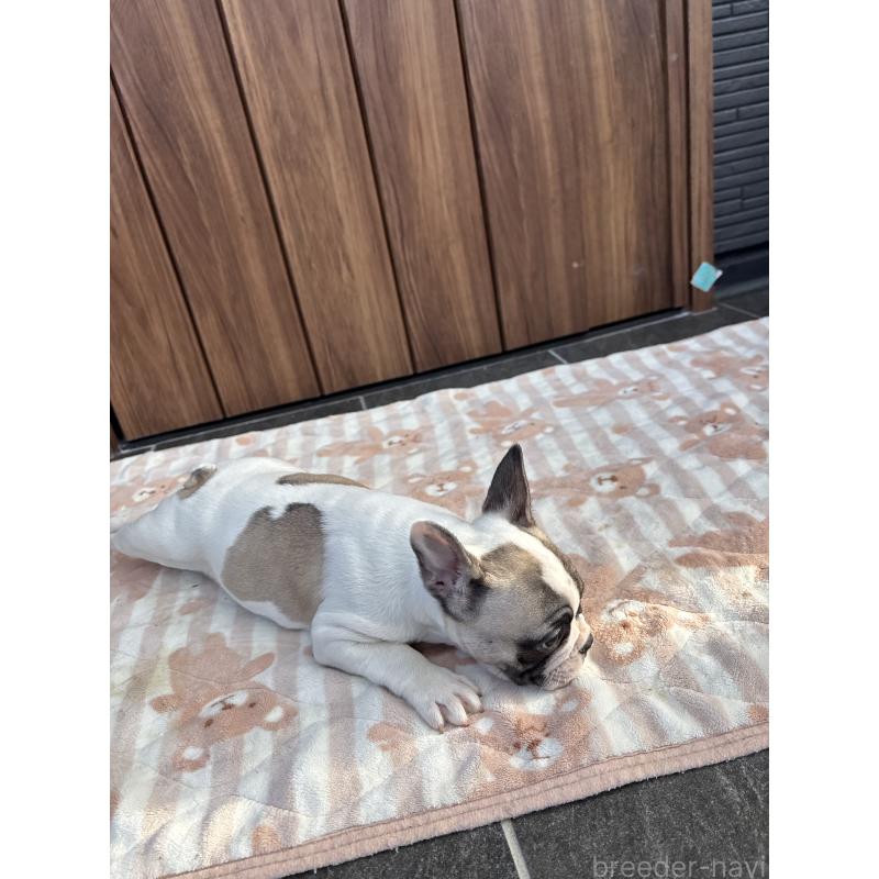 販売中の京都府のフレンチブルドッグ-422750の4枚目
