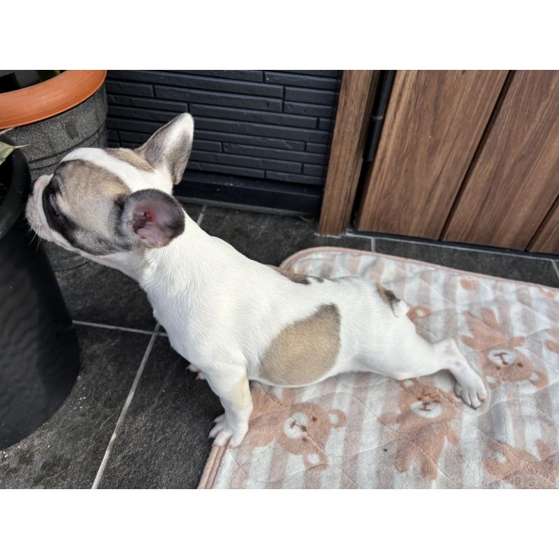 販売中の京都府のフレンチブルドッグ-422750の3枚目
