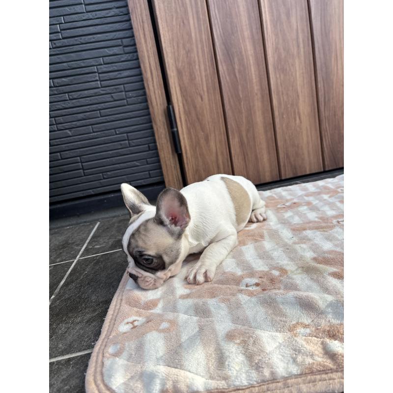 販売中の京都府のフレンチブルドッグ-422750の2枚目