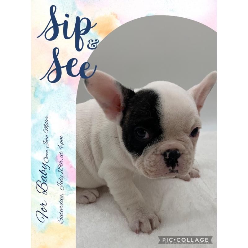 販売中の静岡県のフレンチブルドッグ-432126