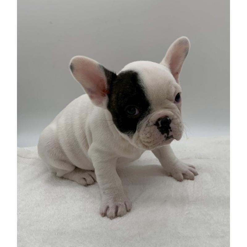販売中の静岡県のフレンチブルドッグ-432126の4枚目
