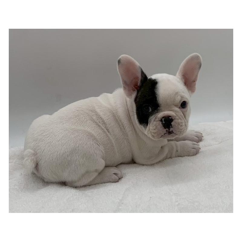 販売中の静岡県のフレンチブルドッグ-432126の3枚目