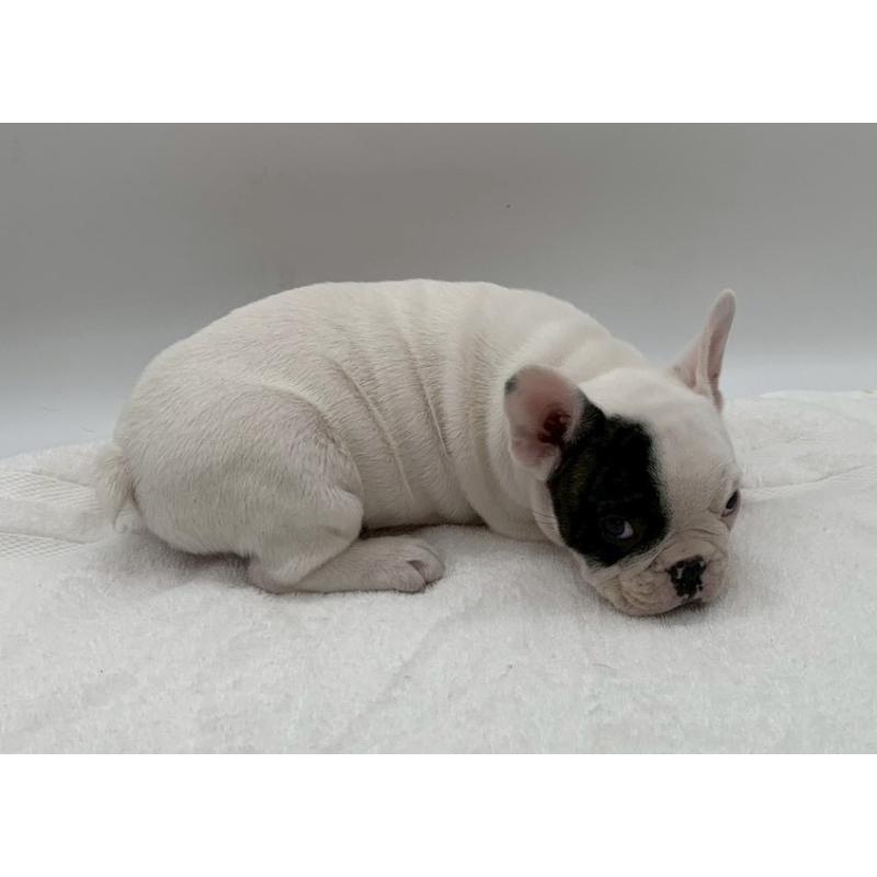 販売中の静岡県のフレンチブルドッグ-432126の2枚目