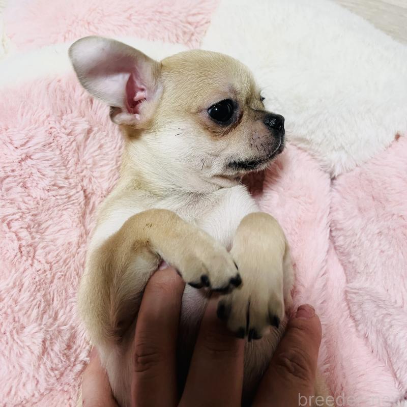 販売中の東京都のチワワ(ロングコート)-426796の3枚目