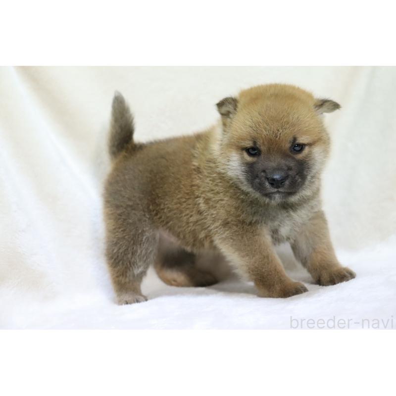 販売中の滋賀県の柴犬-432129の12枚目