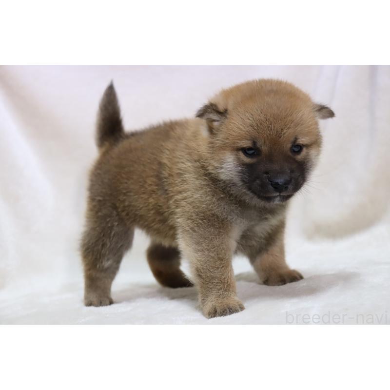 販売中の滋賀県の柴犬-432129の11枚目