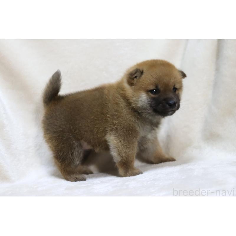 販売中の滋賀県の柴犬-432129の10枚目