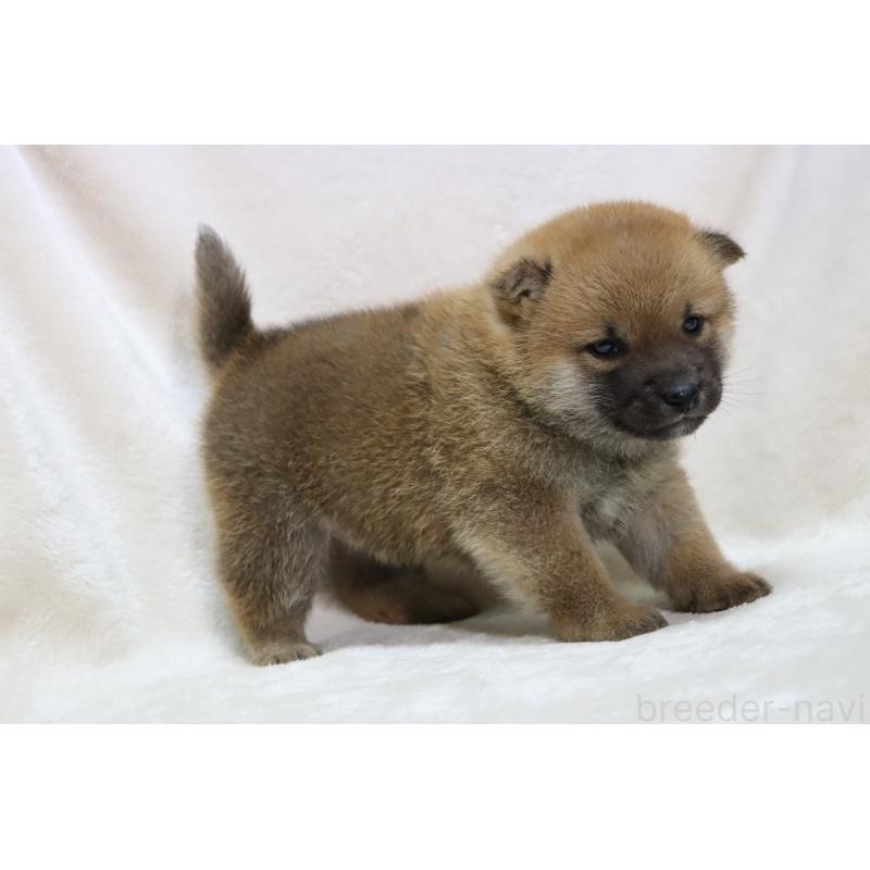 販売中の滋賀県の柴犬-432129の9枚目