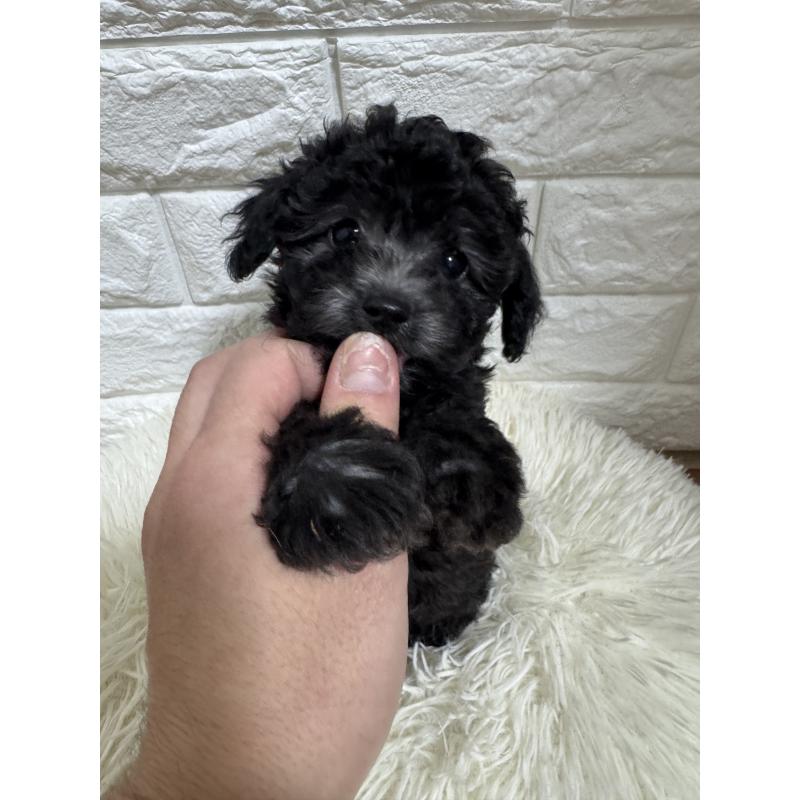 成約済の愛知県のトイプードル-431949の2枚目