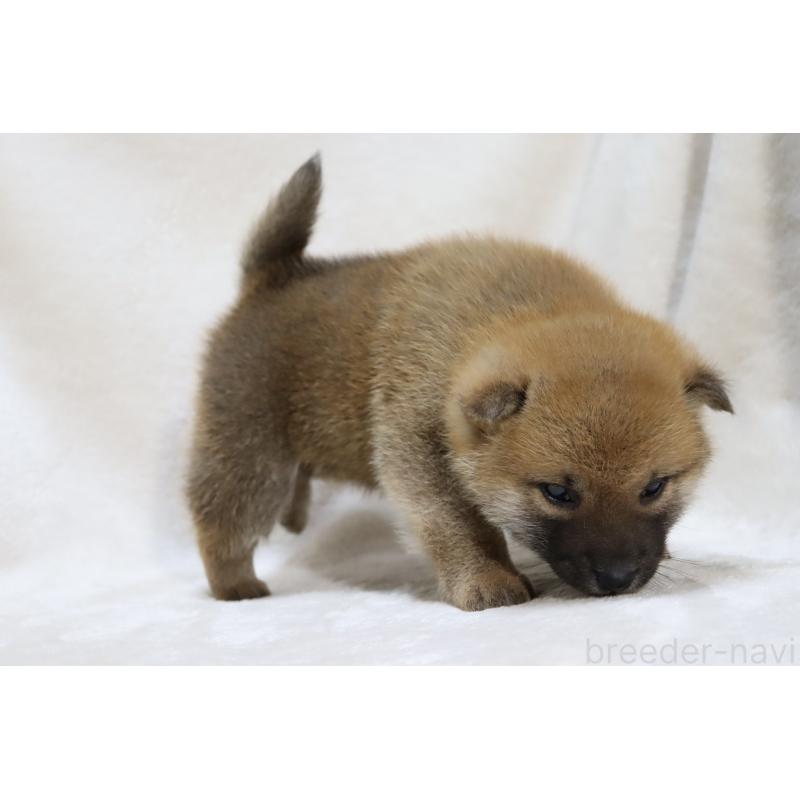 販売中の滋賀県の柴犬-432129の8枚目