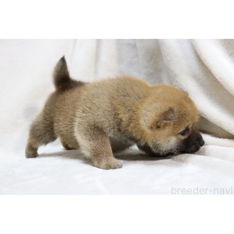 販売中の滋賀県の柴犬-432129の7枚目