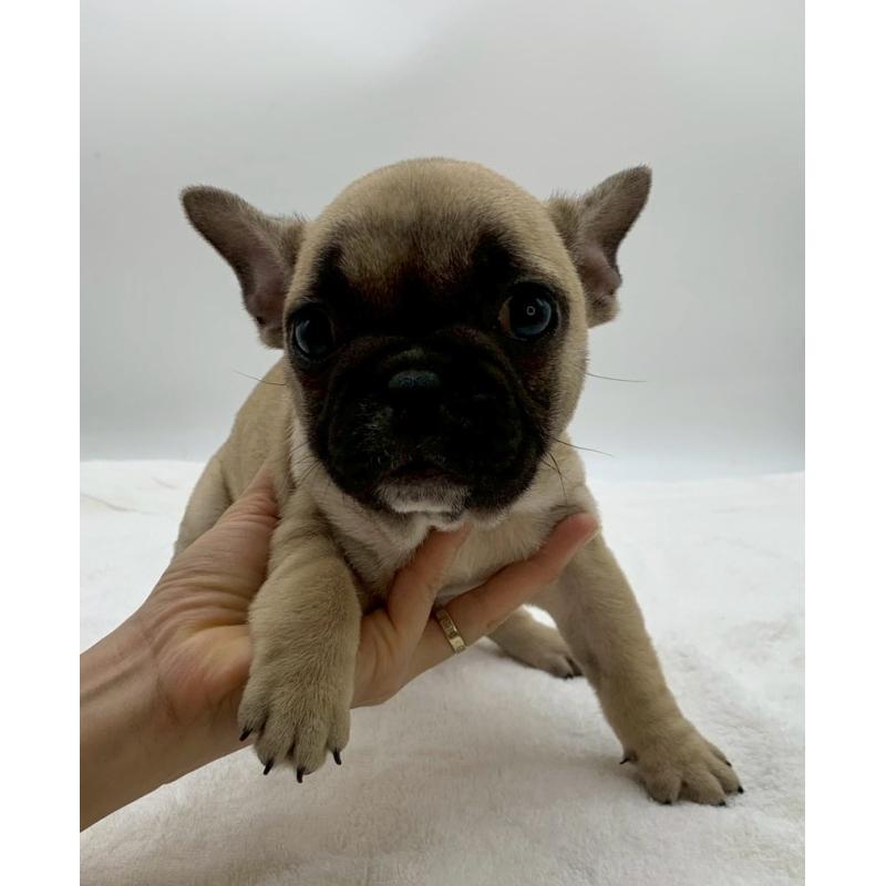 販売中の静岡県のフレンチブルドッグ-432128の4枚目