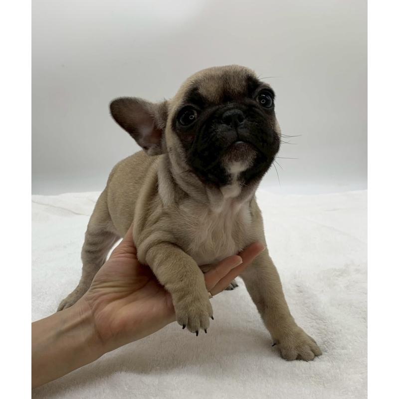 販売中の静岡県のフレンチブルドッグ-432128の3枚目