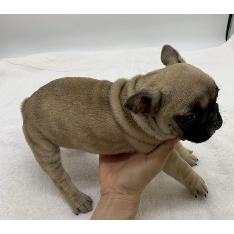 販売中の静岡県のフレンチブルドッグ-432128の2枚目