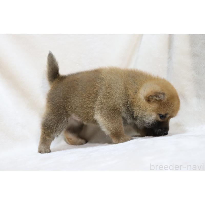 販売中の滋賀県の柴犬-432129の6枚目