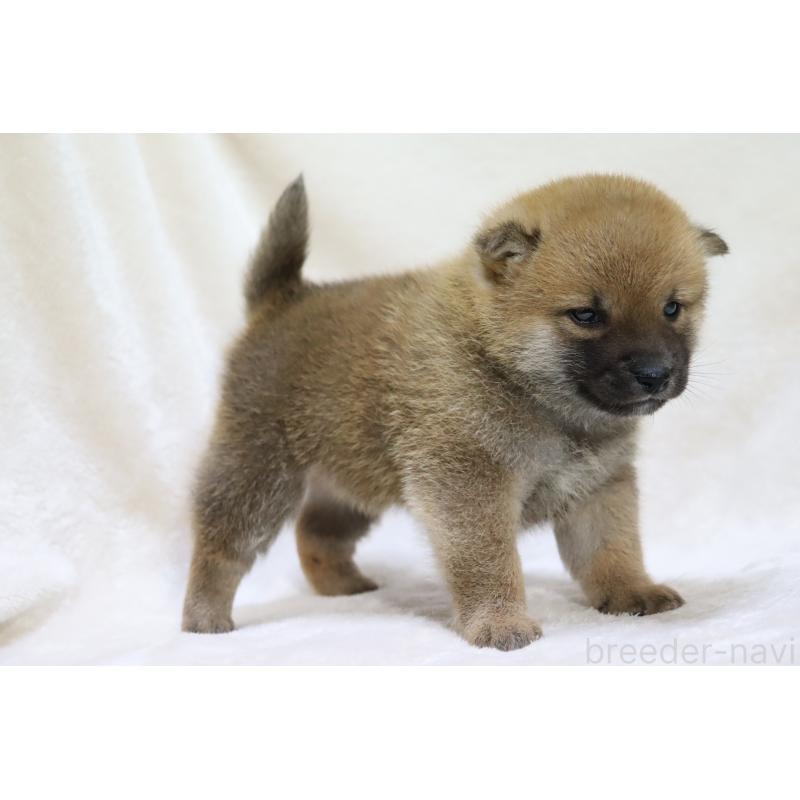 販売中の滋賀県の柴犬-432129の5枚目