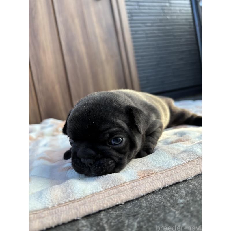 販売中の京都府のフレンチブルドッグ-430701