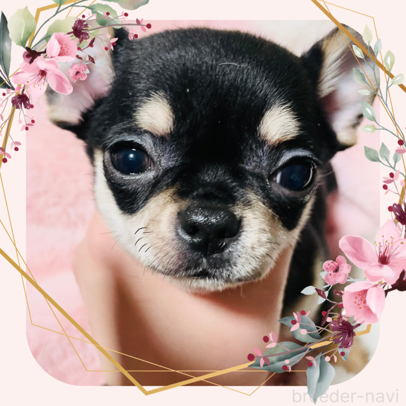 商談中の東京都のチワワ(ロングコート)-426794