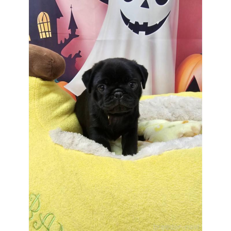 販売中の茨城県のパグ-432133の3枚目