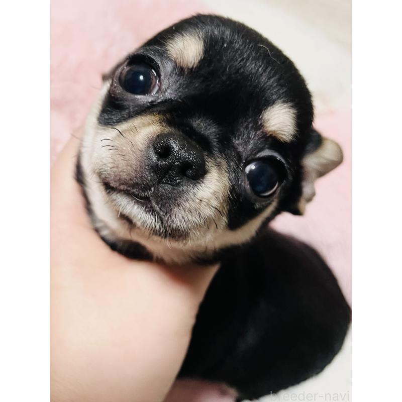 成約済の東京都のチワワ(ロングコート)-426794の2枚目