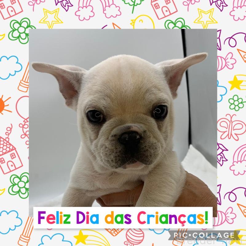 販売中の静岡県のフレンチブルドッグ-432130