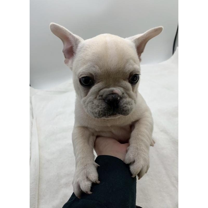 販売中の静岡県のフレンチブルドッグ-432130の5枚目