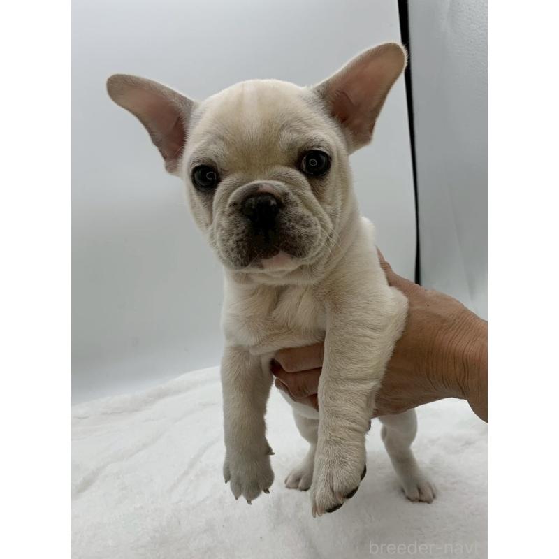 販売中の静岡県のフレンチブルドッグ-432130の4枚目
