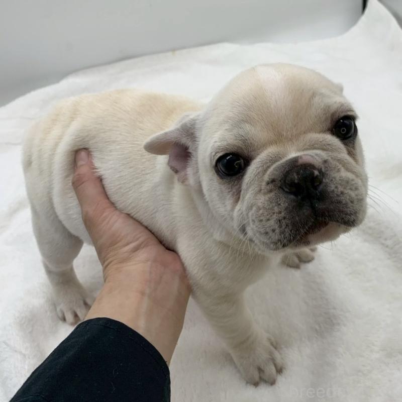 販売中の静岡県のフレンチブルドッグ-432130の3枚目