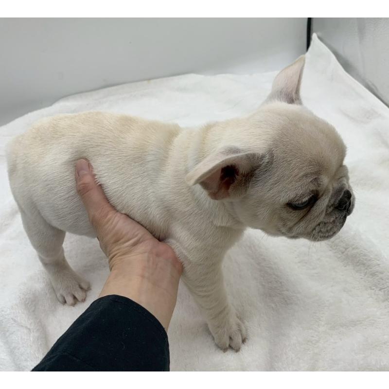 販売中の静岡県のフレンチブルドッグ-432130の2枚目