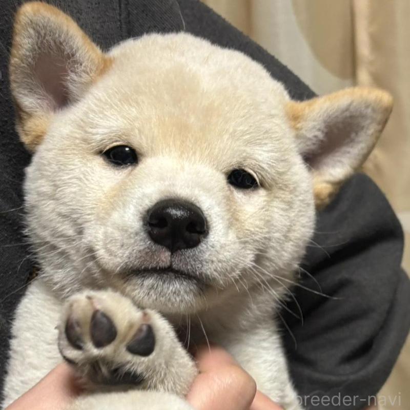 販売中の香川県の柴犬-432131の1枚目