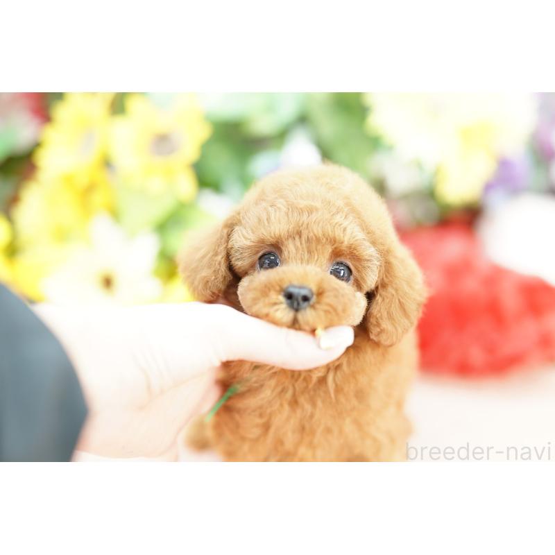 販売中の埼玉県のトイプードル-432132の7枚目