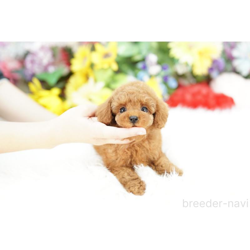 販売中の埼玉県のトイプードル-432132の6枚目