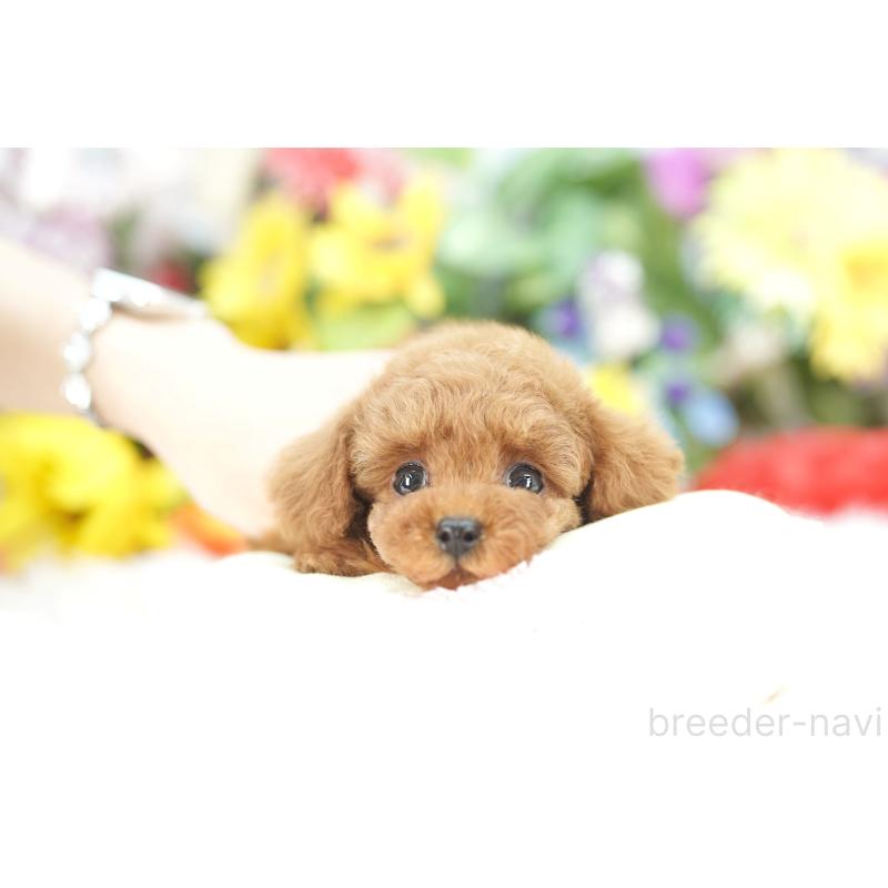 販売中の埼玉県のトイプードル-432132の5枚目