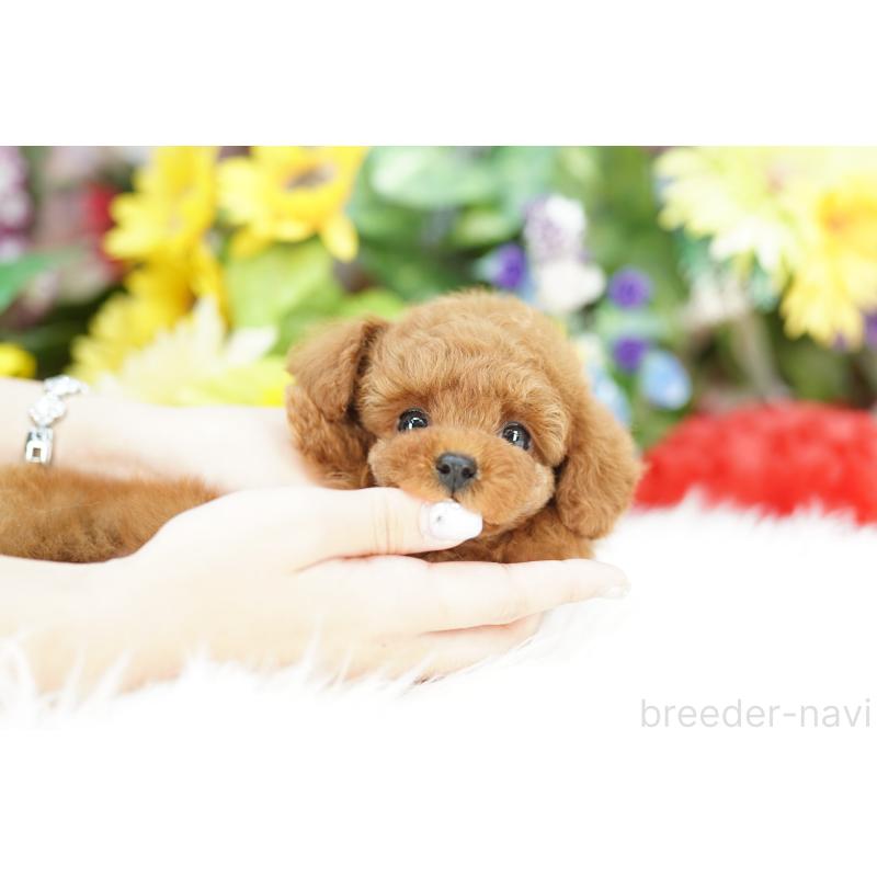 販売中の埼玉県のトイプードル-432132の4枚目