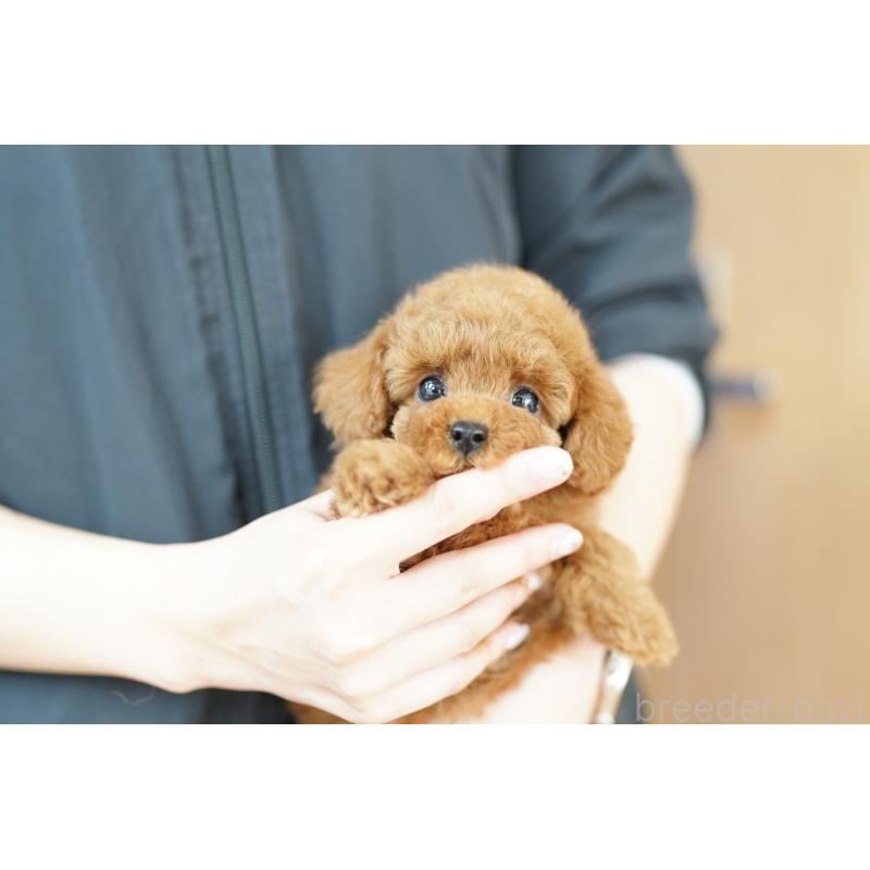 販売中の埼玉県のトイプードル-432132の2枚目