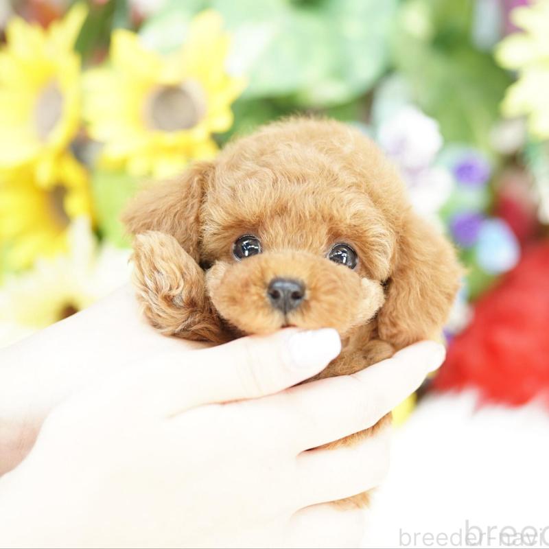 販売中の埼玉県のトイプードル-432132