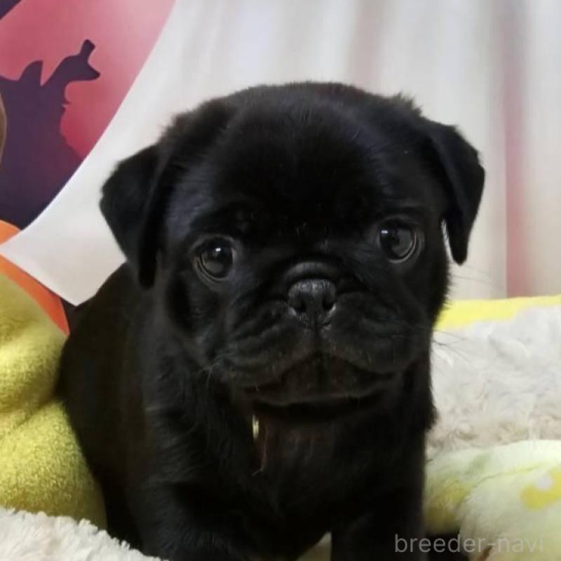 販売中の茨城県のパグ-432133の2枚目