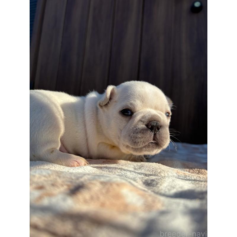 商談中の京都府のフレンチブルドッグ-430698の5枚目