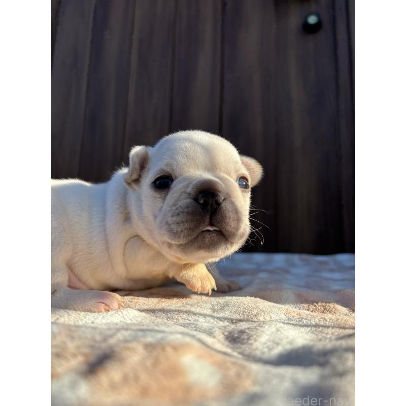 商談中の京都府のフレンチブルドッグ-430698の4枚目