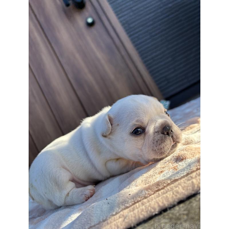 商談中の京都府のフレンチブルドッグ-430698の3枚目