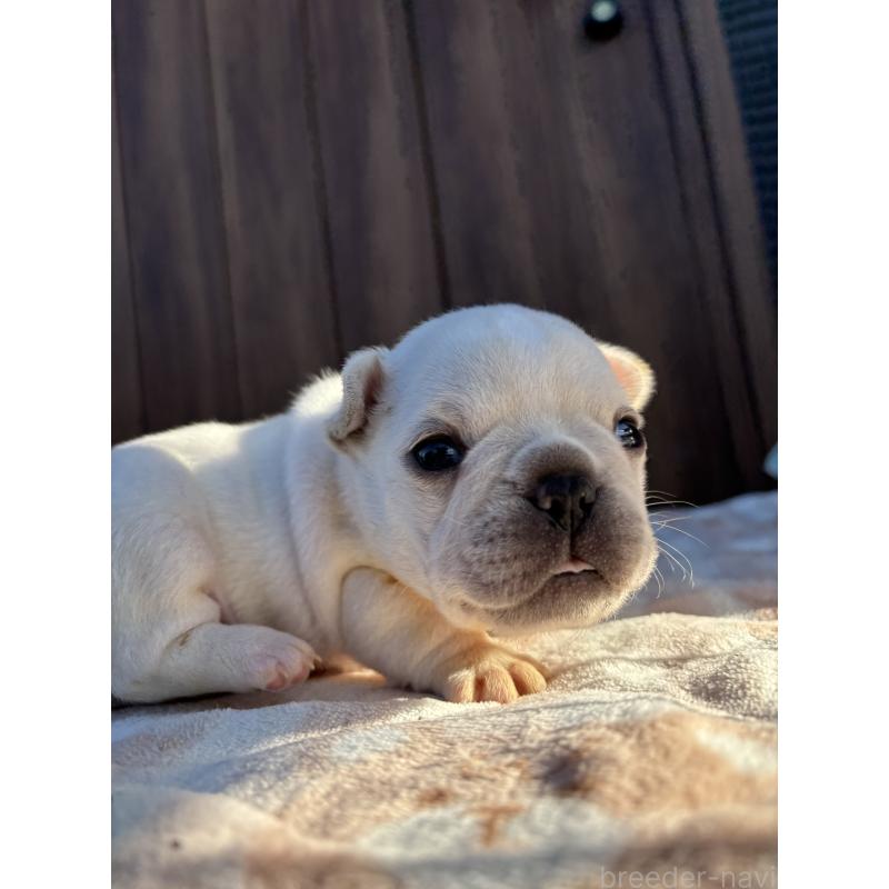 商談中の京都府のフレンチブルドッグ-430698の2枚目