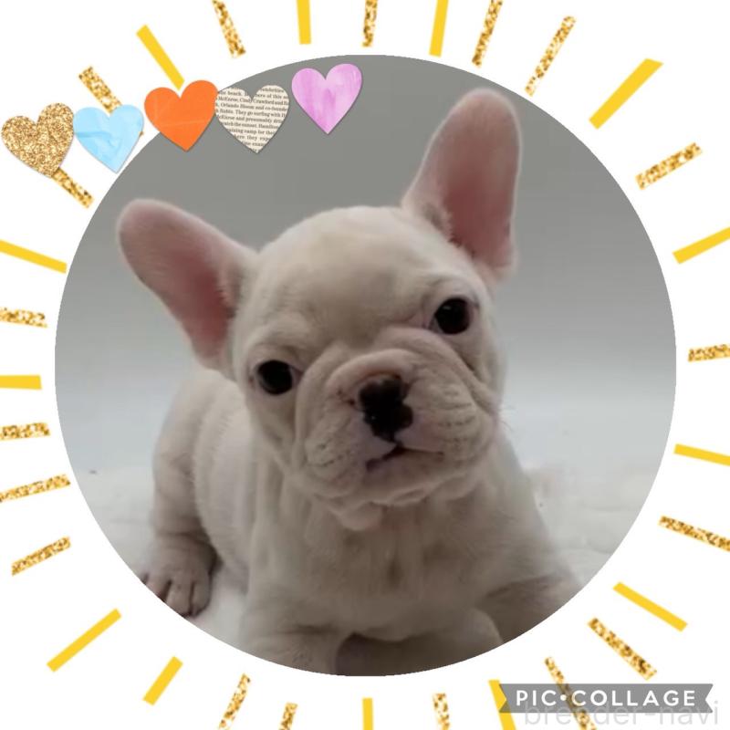 販売中の静岡県のフレンチブルドッグ-432134の1枚目