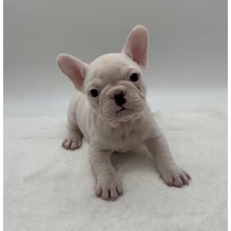 販売中の静岡県のフレンチブルドッグ-432134の6枚目