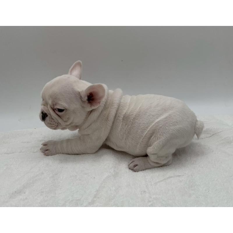 販売中の静岡県のフレンチブルドッグ-432134の5枚目