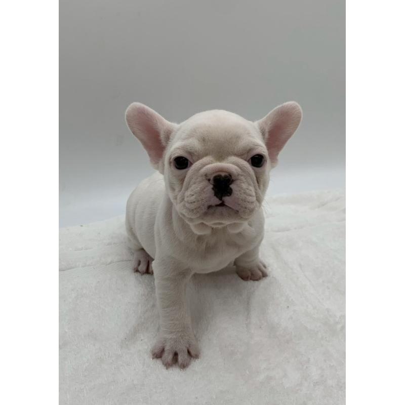 販売中の静岡県のフレンチブルドッグ-432134の4枚目