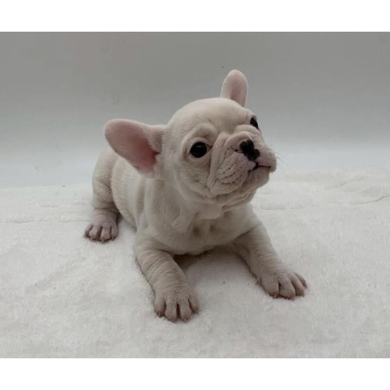 販売中の静岡県のフレンチブルドッグ-432134の3枚目