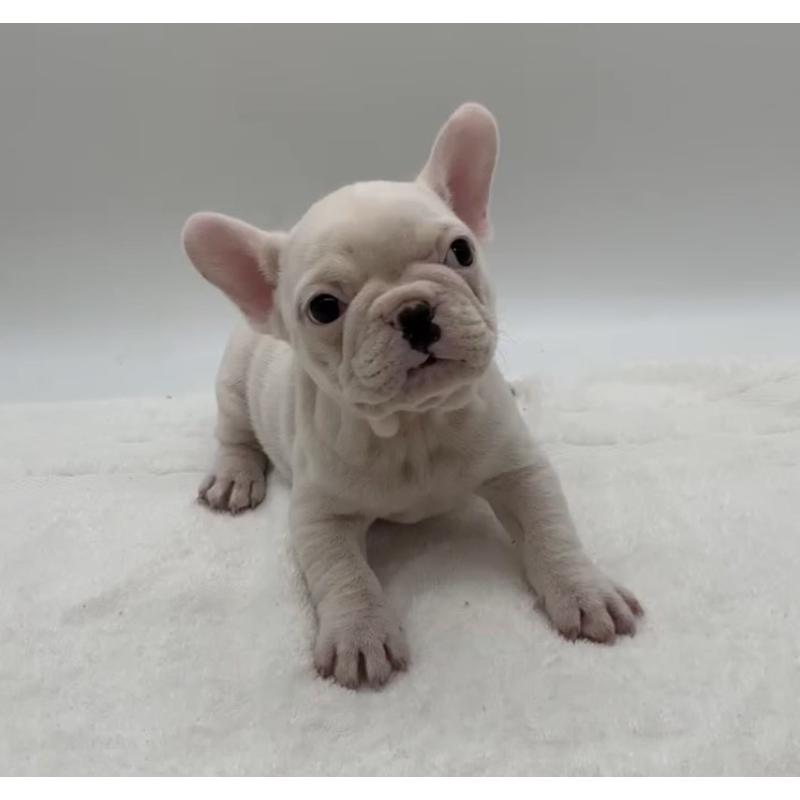 販売中の静岡県のフレンチブルドッグ-432134の2枚目